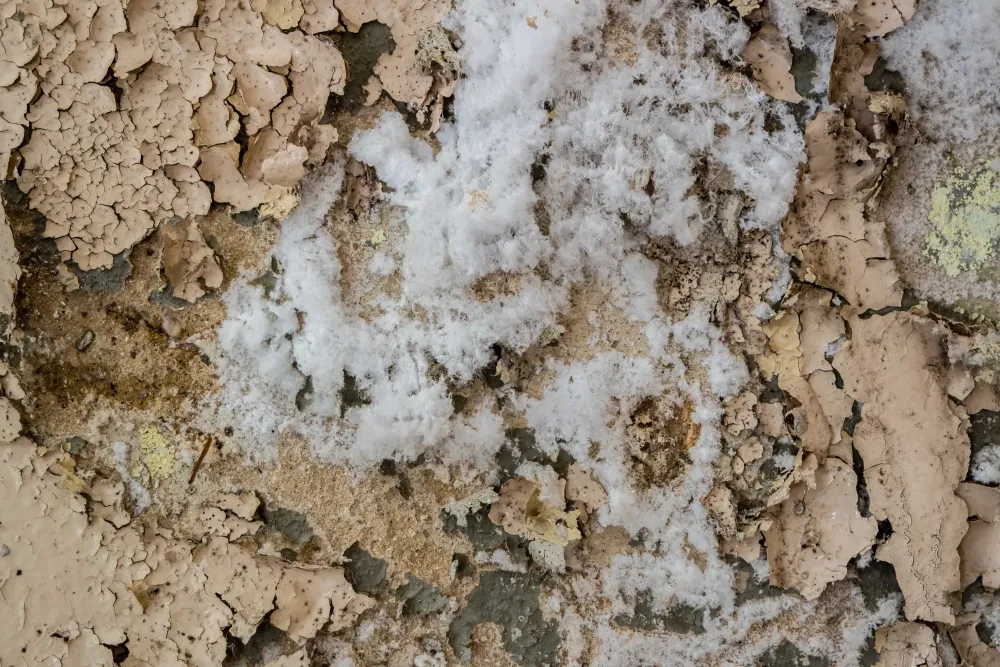 Salpêtre traces blanches à Benfeld
